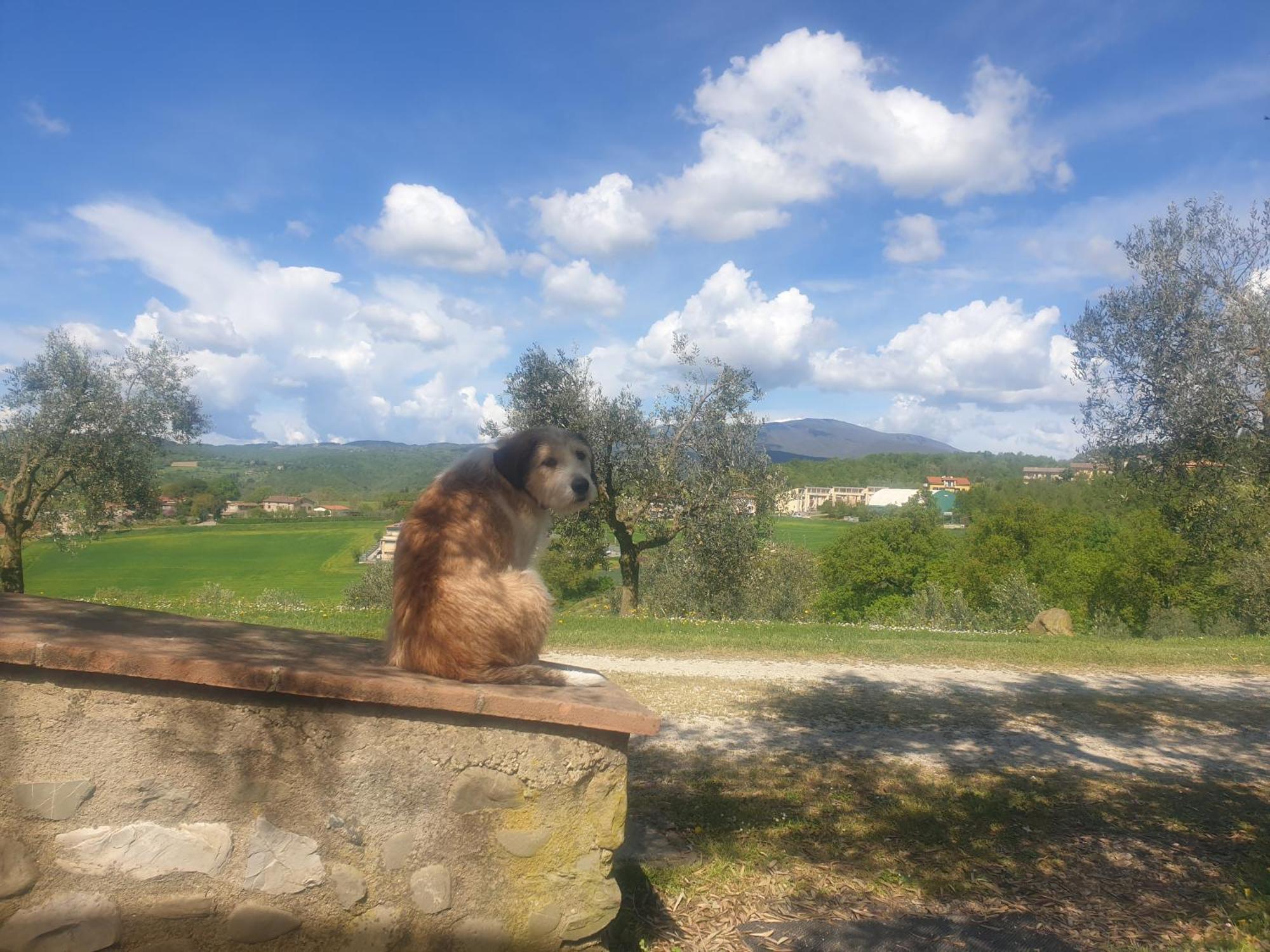 Agriturismo Val Della Pieve Anghiari Kültér fotó