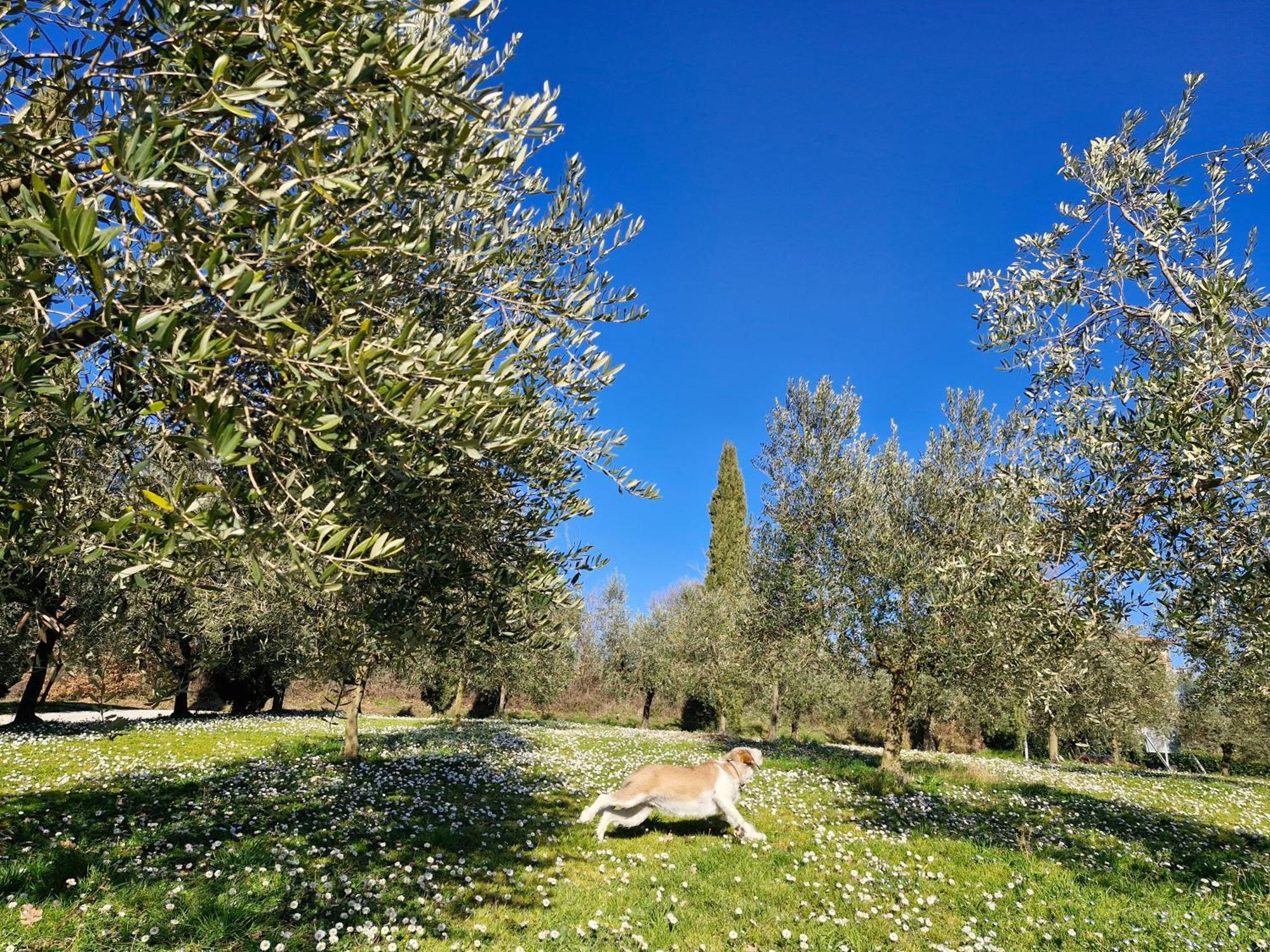 Agriturismo Val Della Pieve Anghiari Kültér fotó
