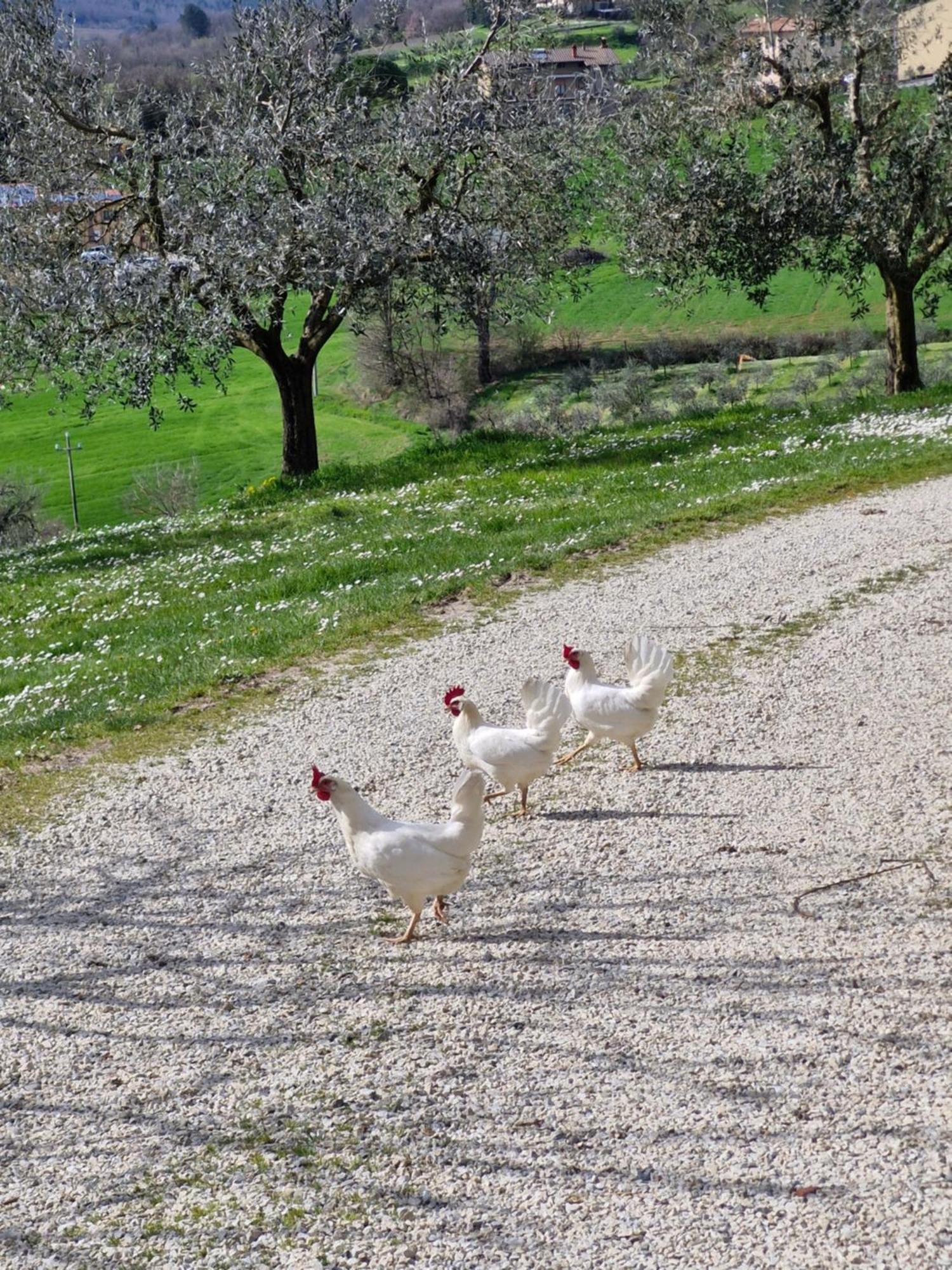 Agriturismo Val Della Pieve Anghiari Kültér fotó