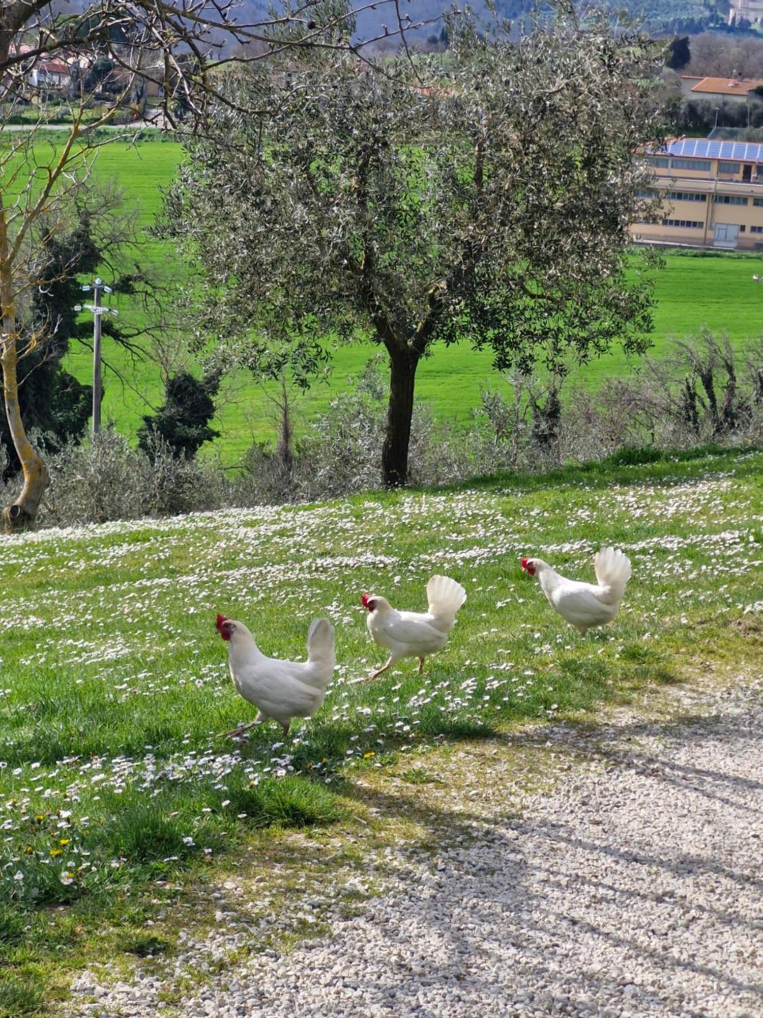 Agriturismo Val Della Pieve Anghiari Kültér fotó